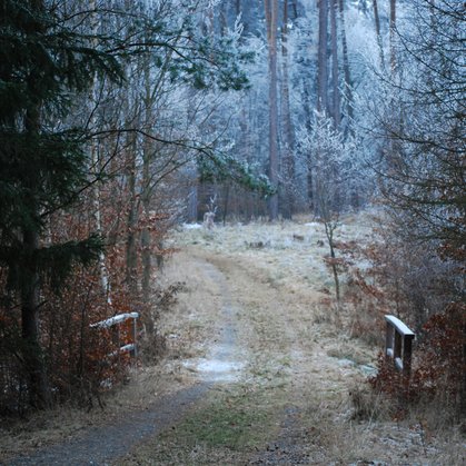 Lesní cesta
