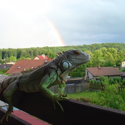 102 - Zelený drak na konci duhy