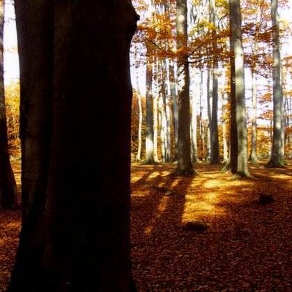 9 - Podzimní les