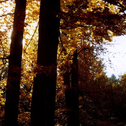 22 - Podzimní les I.