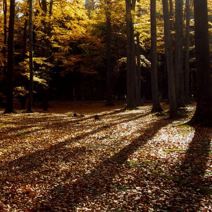 23 - Podzimní les II.