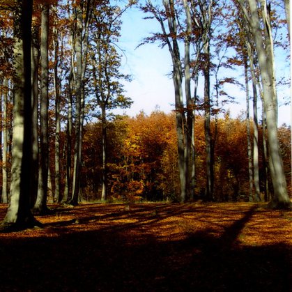 25 - Podzimní les III.