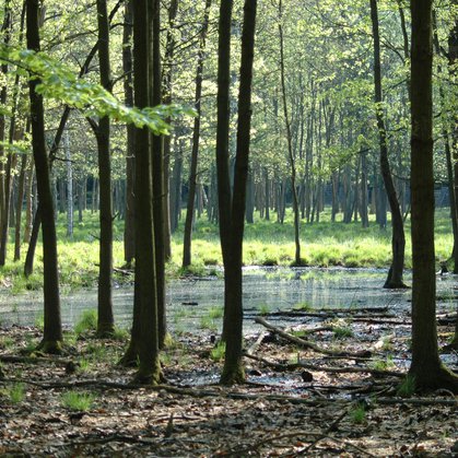 28 - Lánská obora