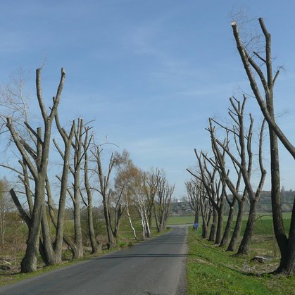 99 - Jarní sestřih stromů u Vašírova